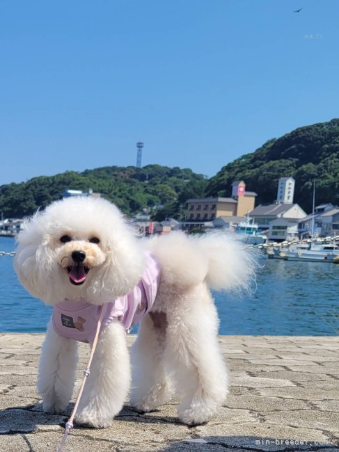 タイニーサイズのMIRA。血統優良のめっちゃ頭の良い可愛い子です。｜岡　直美(おか　なおみ)ブリーダー(佐賀県・トイプードルなど・JKC登録)の紹介写真3
