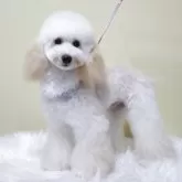 トイプードル(トイ)