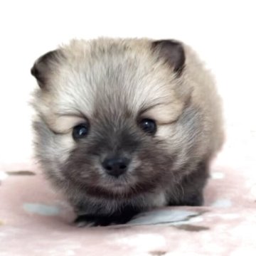 ポメラニアン【埼玉県・男の子・2025年10月1日・オレンジセーブル】の写真「両親はチャオリア系良血統、爆毛短足のたぬき顔」