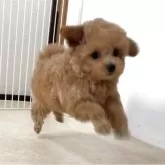 ティーカッププードル