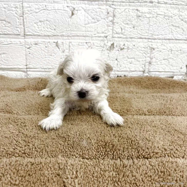 ID：2504-06641の子犬