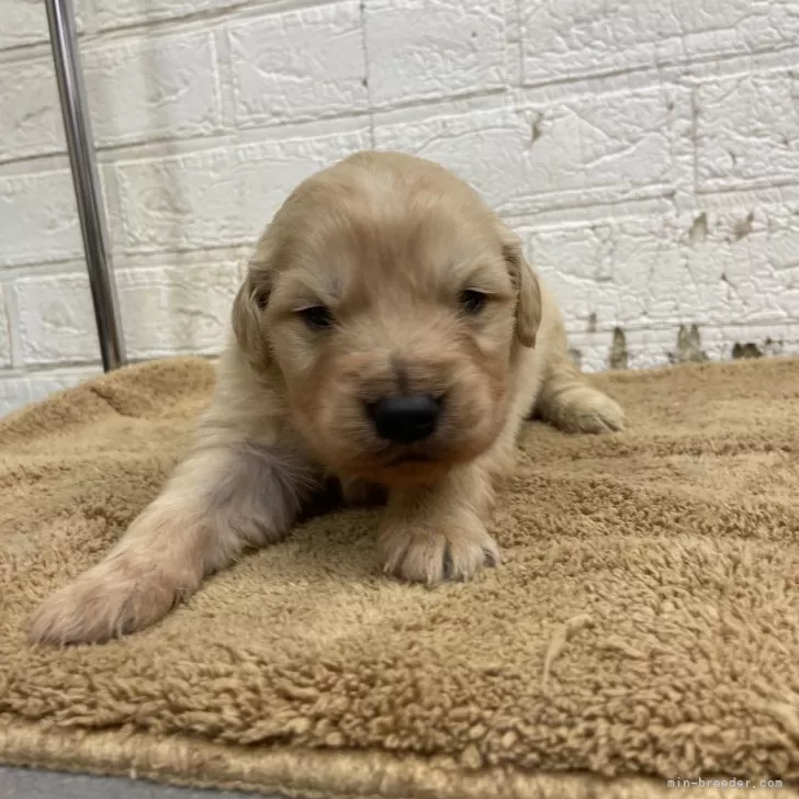 ID:2503-00606の子犬