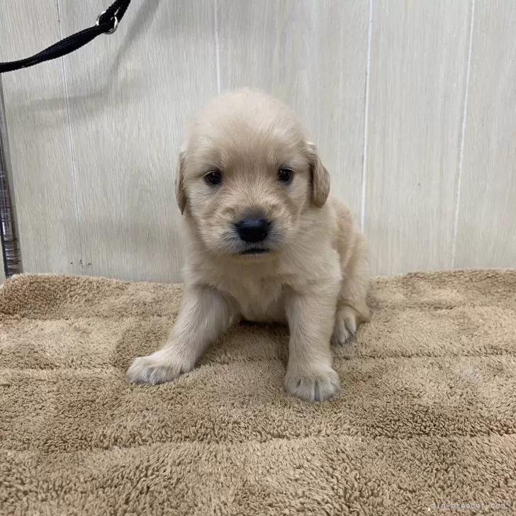ID：2411-01459の子犬