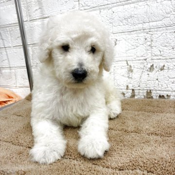 スタンダードプードル【岡山県・男の子・2025年8月8日・ホワイト】の写真「両親遺伝子検査クリアーオス」