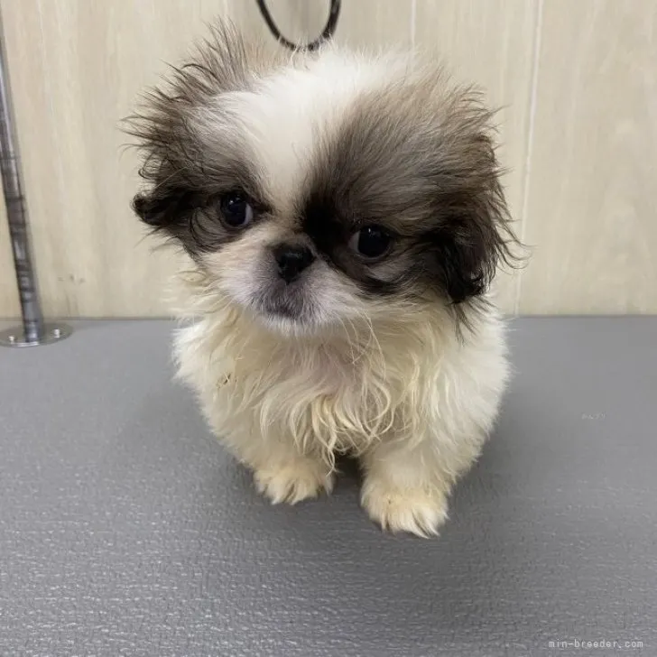 ID:2310-01928の子犬