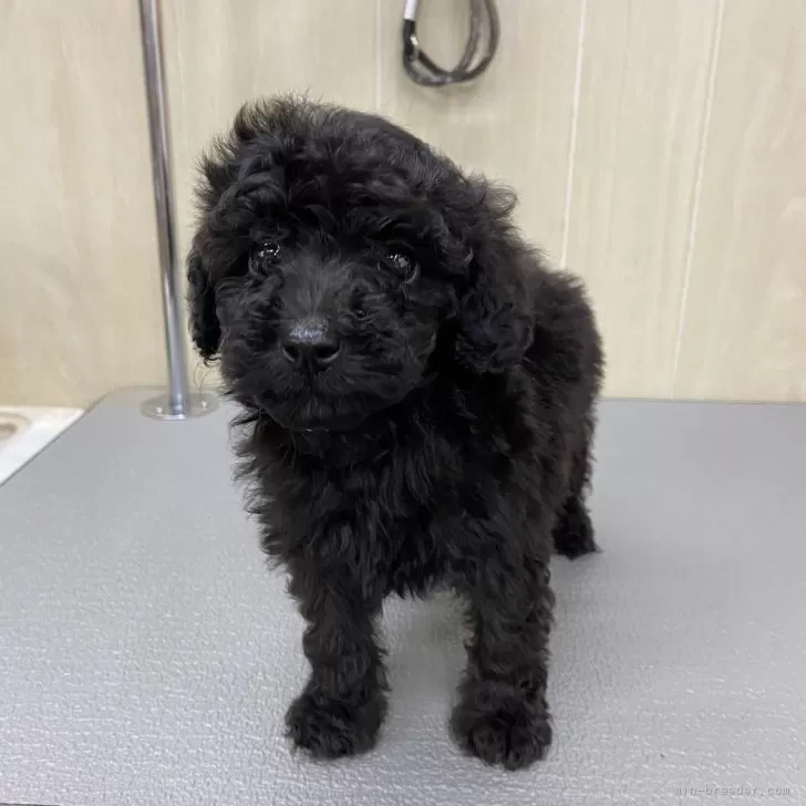 ID:2401-06547の子犬