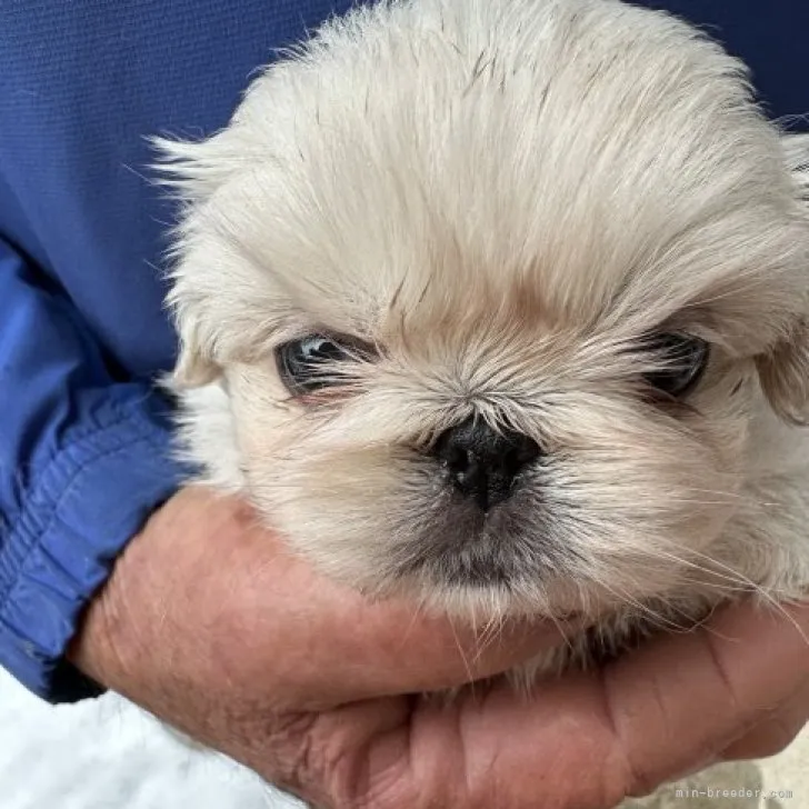 ID：2302-01935の子犬
