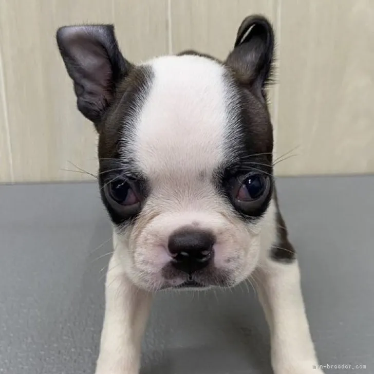 ID：2308-06224の子犬