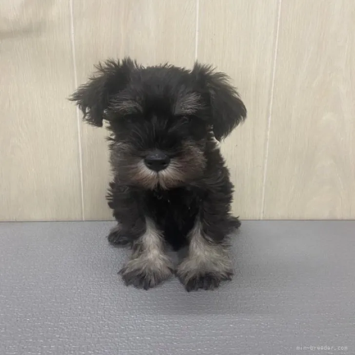 ID：2307-04912の子犬