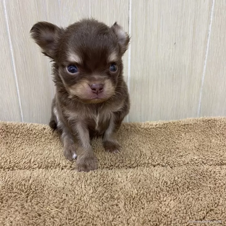 ID:2403-01683の子犬