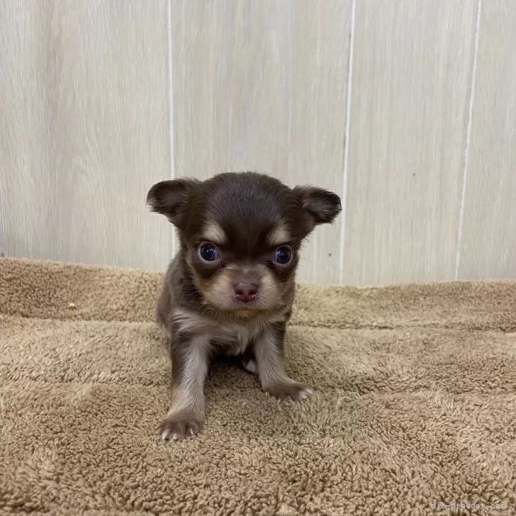 ID：2403-01690の子犬