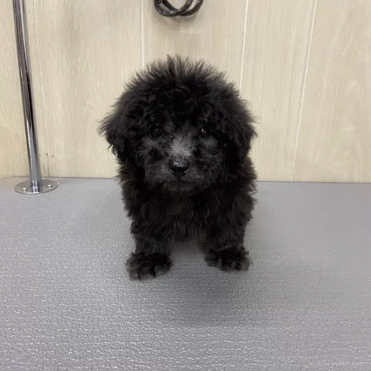 ID：2401-06549の子犬