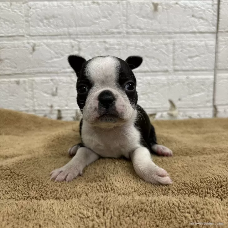 ID：2404-02978の子犬