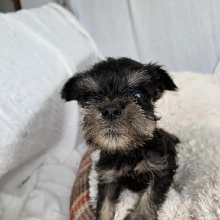 ID:2206-02759の子犬