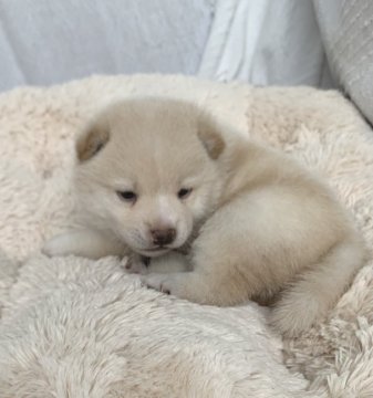 柴犬(豆柴)【岡山県・男の子・2022年3月10日・白】の写真「田舎で育った、両親遺伝子検査クリアーの」