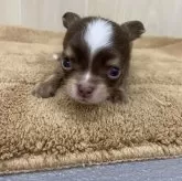 チワワ(ロング)【岡山県・男の子・2024年2月1日・チョコクリーム&ホワイト】の写真1「３月８日撮影チョコクリーム&ホワイト」