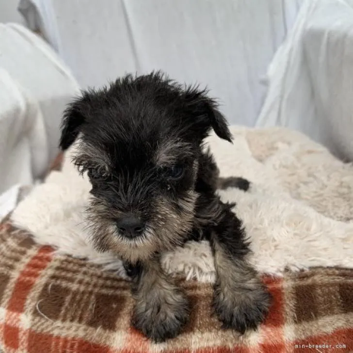 ID：2206-02750の子犬