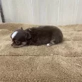 チワワ(ロング)【岡山県・男の子・2024年2月1日・チョコクリーム&ホワイト】の写真2「３月８日撮影チョコクリーム&ホワイト」