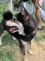 柴犬【・男の子・2017年3月20日・くろ】「７月３０日撮影」