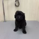 トイプードル(トイ)【岡山県・男の子・2023年12月7日・ブラック】の写真3「１月２８日撮影です」