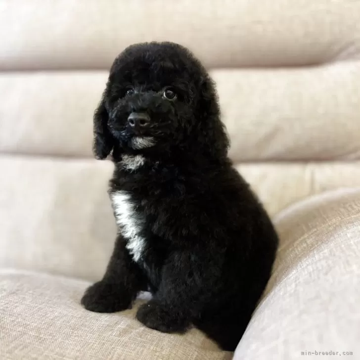 ID：2509-00173の子犬