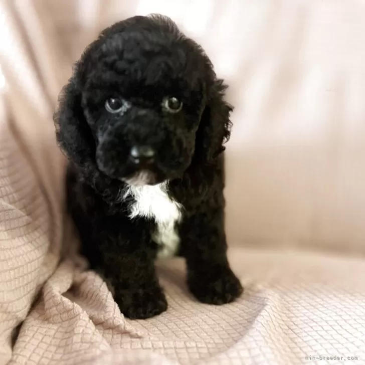 みぃ 様のお迎えした子犬