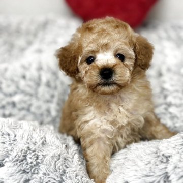 トイプードル(トイ)【大阪府・男の子・2025年11月1日・レッドフォーン】の写真「アイドル顔の兄妹達❣️」