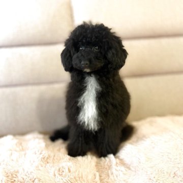 ミディアムプードル【大阪府・男の子・2025年5月24日・ブラック&ホワイト】の写真「愛嬌と元気は誰にも負けません！」