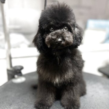 ミディアムプードル【大阪府・女の子・2025年7月18日・ブラック】の写真「アイドル顔の姫😍」