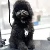 ミディアムプードル