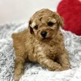 トイプードル(トイ)