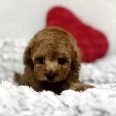 トイプードル(トイ)