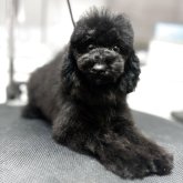 ミディアムプードル