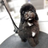 ミディアムプードル