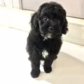 ミディアムプードル