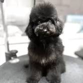 ミディアムプードル