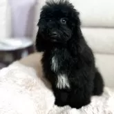 ミディアムプードル