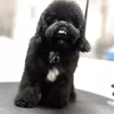 ミディアムプードル【大阪府・男の子・2025年7月30日・ブラック フォーンポイント】の写真2