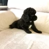 ミディアムプードル【大阪府・男の子・2025年7月30日・ブラック フォーンポイント】の写真8