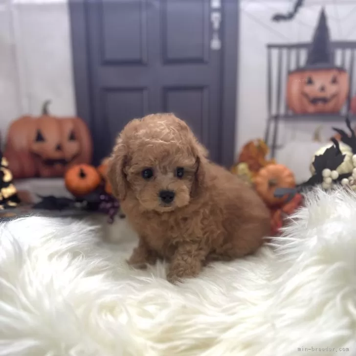 ID：2410-00732の子犬