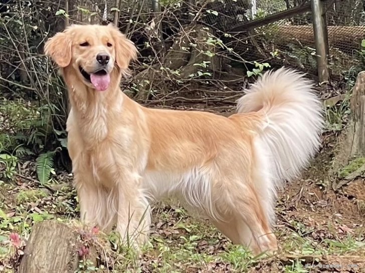 ELLE｜松下　幸則(まつした　ゆきのり)ブリーダー(山口県・ゴールデンレトリバー・JKC登録)の紹介写真2