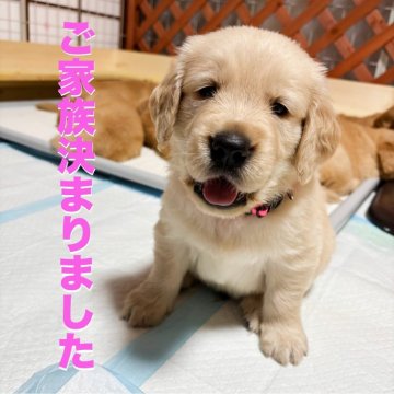ゴールデンレトリバー【山口県・男の子・2025年9月20日・ゴールデン】の写真「人懐っこくて甘えん坊💗穏やかでぬいぐるみのような」