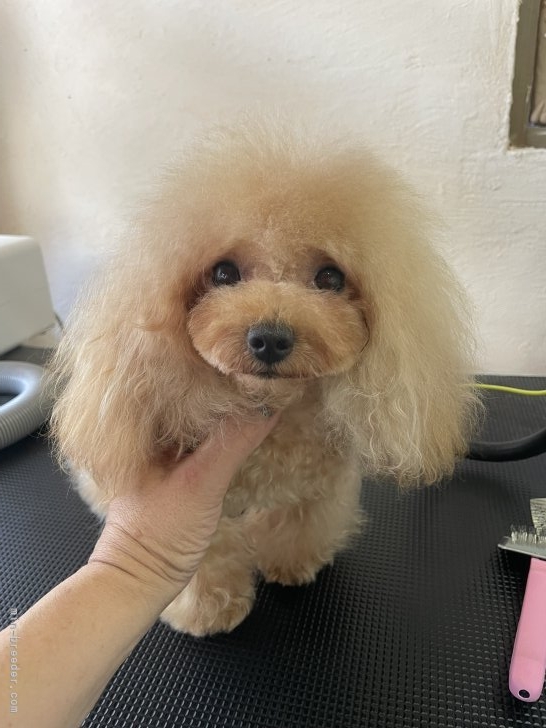 楠原薫ブリーダーのブログ：初ママになります🥰