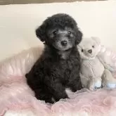 タイニープードル【福岡県・女の子・2024年11月1日・シルバー】の写真1