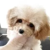 ティーカッププードル