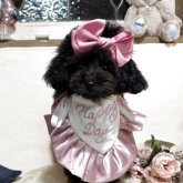 トイプードル(ティーカップ)