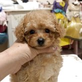 トイプードル(タイニー)