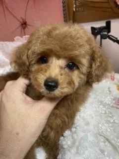ID:2106-01400の子犬