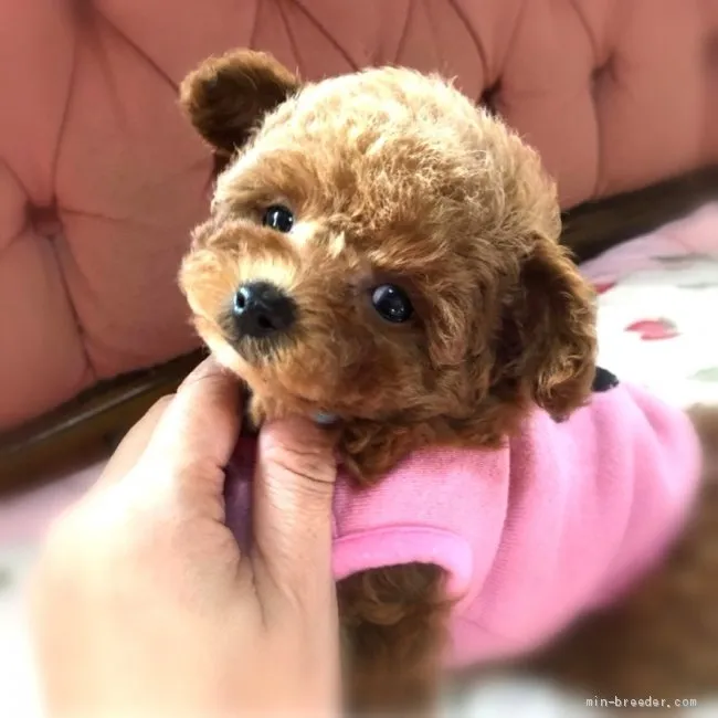 ID:2010-02670の子犬