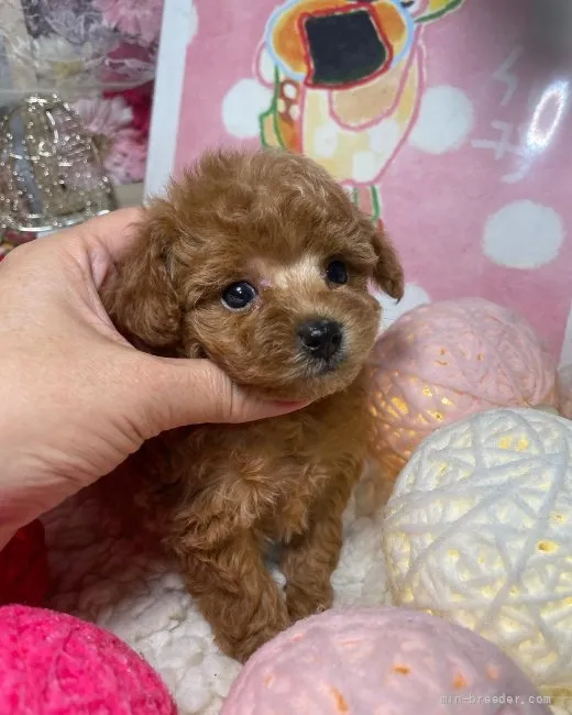 ID：2112-01300の子犬